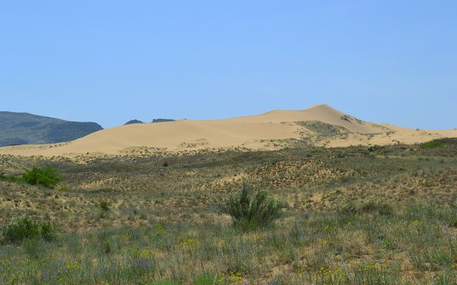 Sarykum