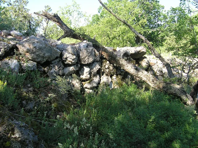 Asarane Burun