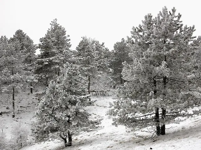 Kedrovaya Pad Nature Reserve