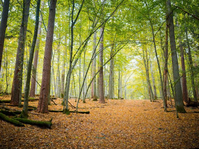 Belavezhskaya Pushcha National Park
