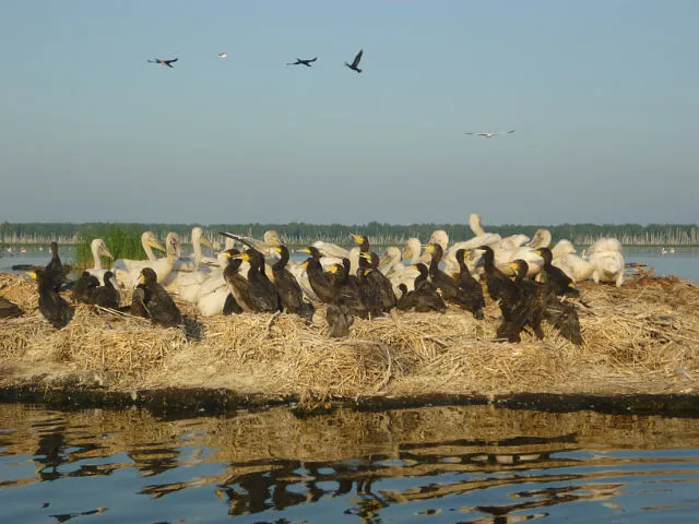 Pelican islands