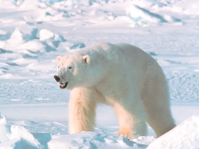 Great Arctic State Nature Reserve