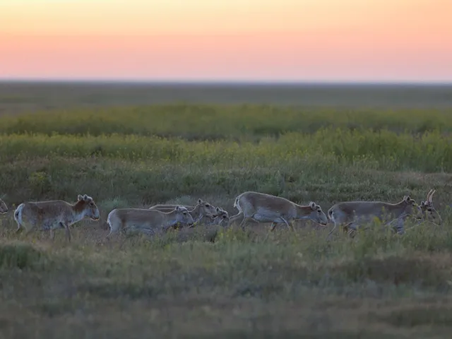 Chyornye Zemli Nature Reserve