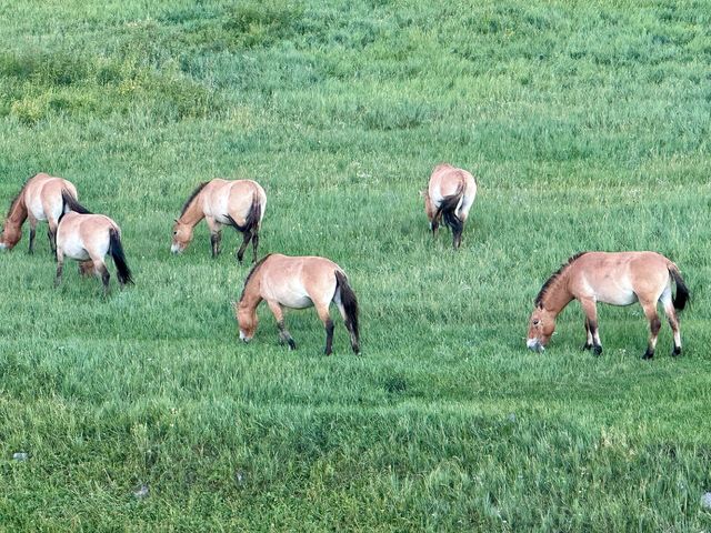 Khustain Nuruu National Park