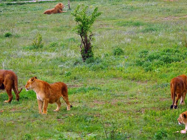 Taigan Safari Park