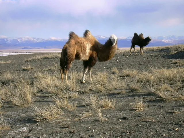 Chuya Steppe