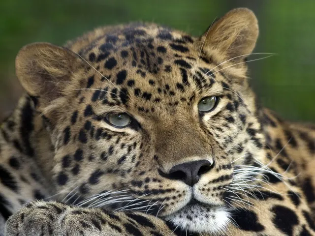 Land of the Leopard National Park