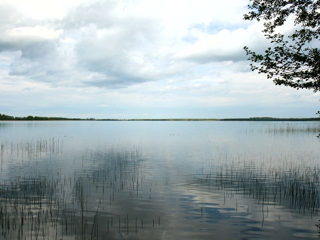 Batoryna