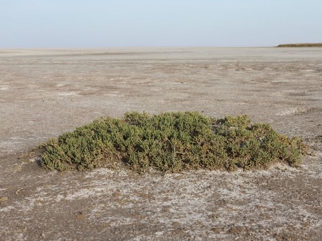 Botkul