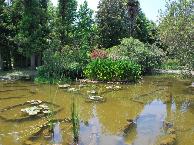Arboretum in Adler