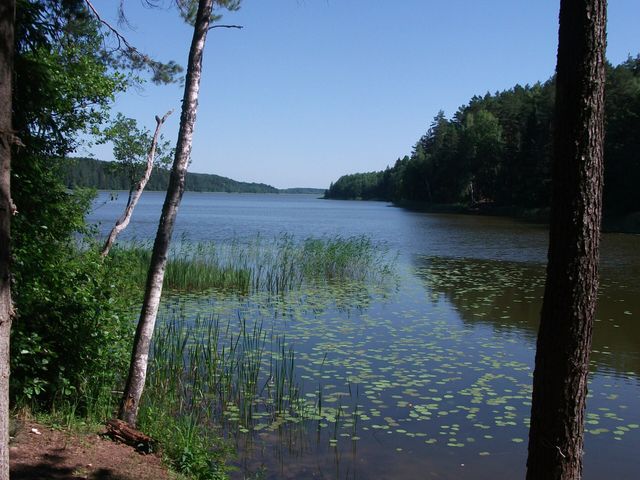 Viečallie