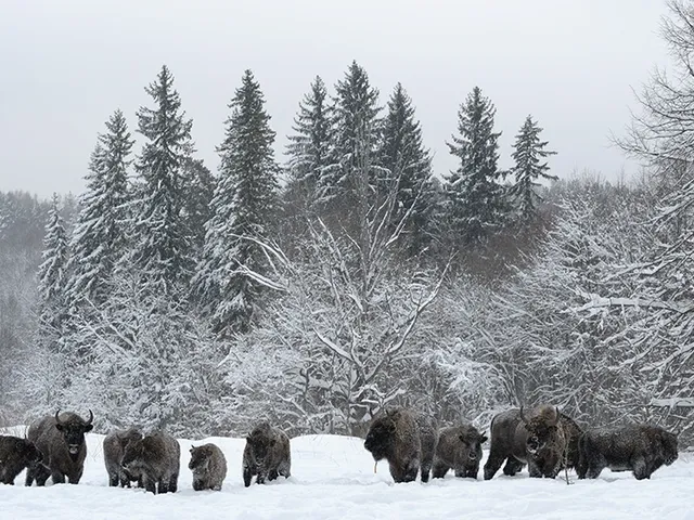 Kaluzhskiye Zaseki Nature Reserve