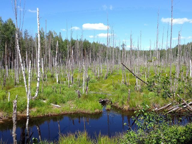 Kerzhinski Nature Reserve