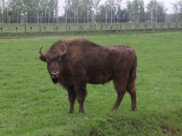 Mogilyov Zoo