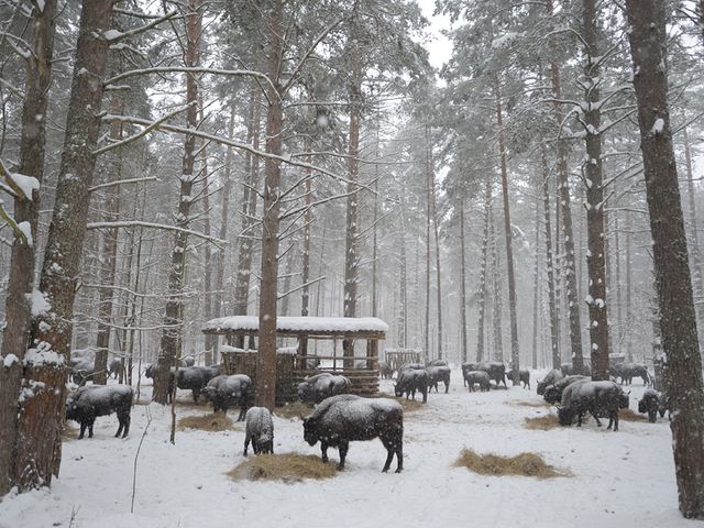 Orlovskoye Polesye