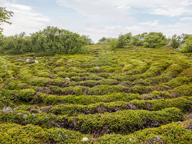 Stone labyrinths of Bolshoi Zayatsky Island