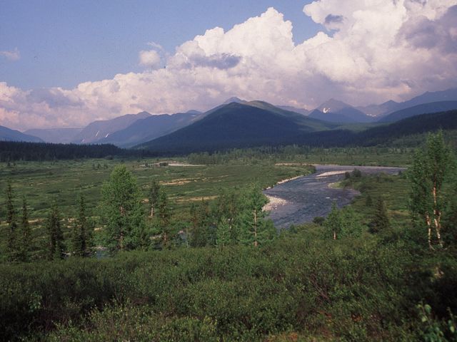 Virgin Komi Forests