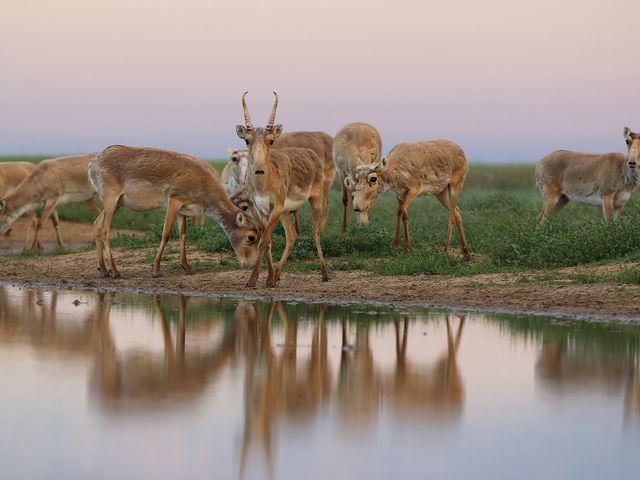Stepnoi Nature Sanctuary