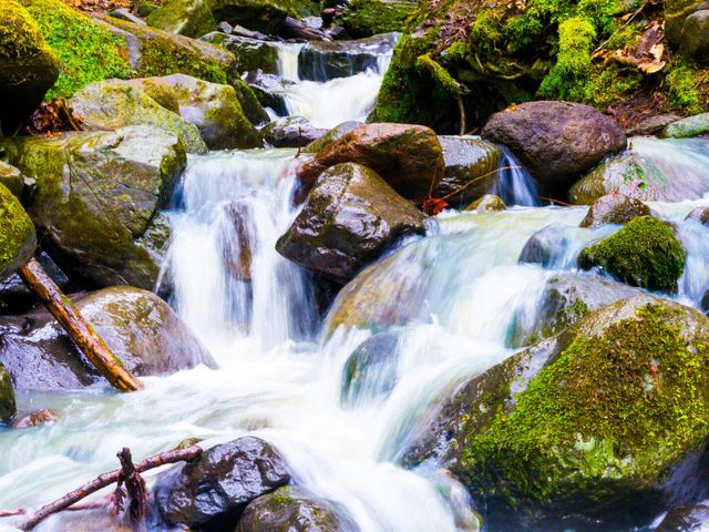 Borjomi Strict Nature Reserve