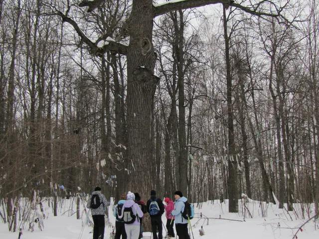 Pugachov's Oak
