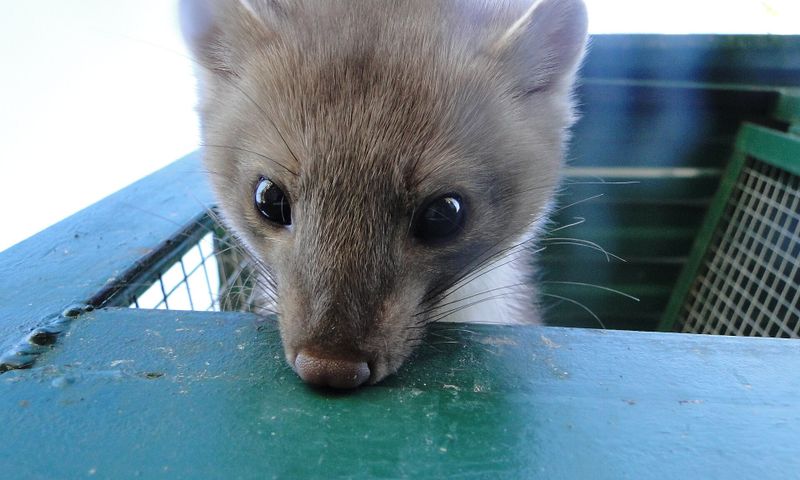 Sevastopol Zoo