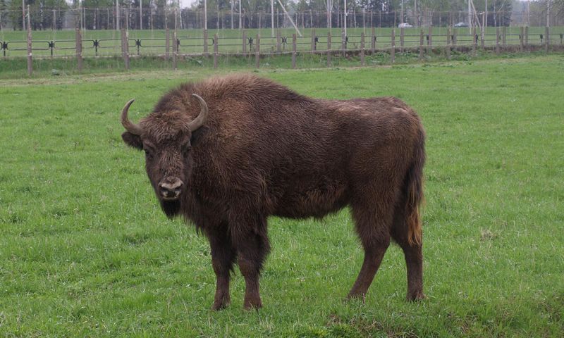 Mogilyov Zoo