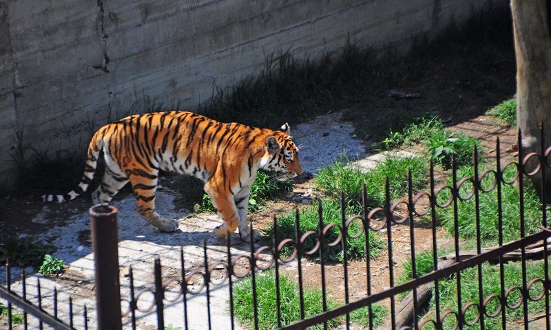 Tbilisi Zoo