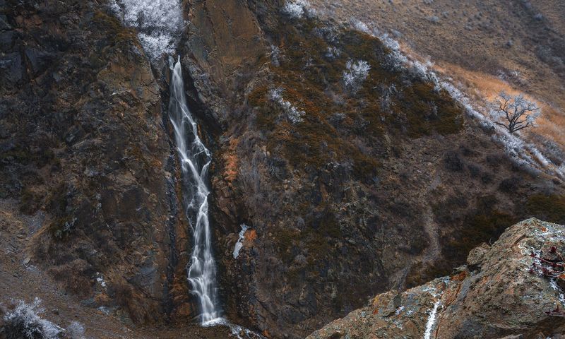Bear falls